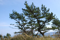 写真：明星ヶ岳山頂の松の木
